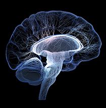 Epilepsi ve Erişkinlik 