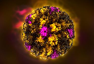 Human Papilloma Virusunun Rahim Ağzı Kanseriyle İlişkisi Nedir