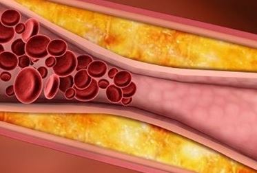 Trigliseritlerin Görevleri Nelerdir